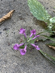Stachys chamissonis
