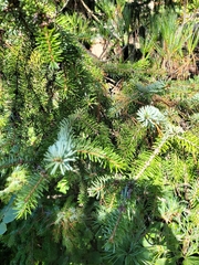 Picea sitchensis
