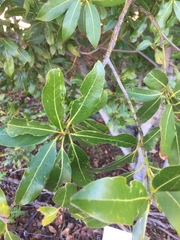 Laurus