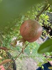 Punica