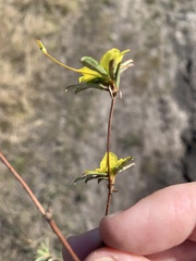 Hibbertia salicifolia