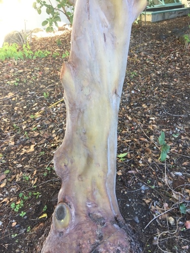 Image of Arbutus canariensis by (c) Andre Hosper, some rights reserved (CC BY)