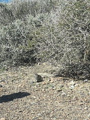 Microcavia australis