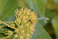 Ancistrocerus