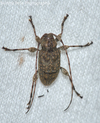 Leptostylopsis terraecolor
