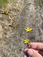 Hibbertia salicifolia