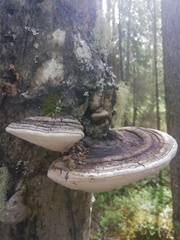 Phellinus alni