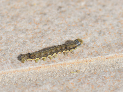 Helicoverpa armigera