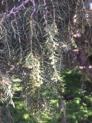 Juniperus cedrus