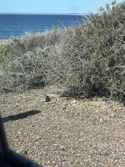 Microcavia australis