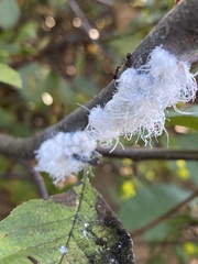 Prociphilus tessellatus