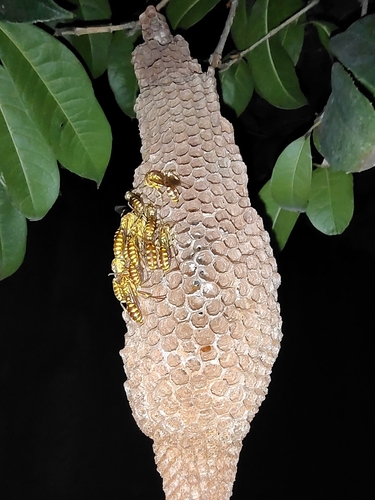 Parapolybia varia