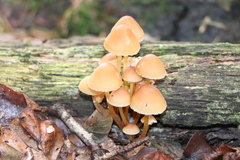 Mycena renati