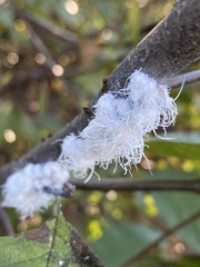 Prociphilus tessellatus
