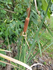 Typha latifolia