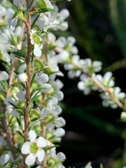 Leptospermum juniperinum