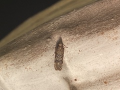 Chionodes pereyra