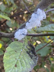 Prociphilus tessellatus