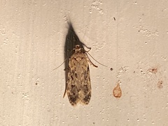 Chionodes pereyra