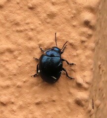 Chrysolina haemoptera