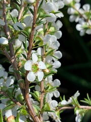 Leptospermum juniperinum