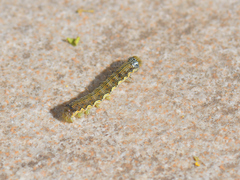 Helicoverpa armigera