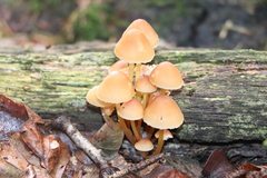 Mycena renati