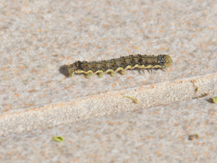 Helicoverpa armigera