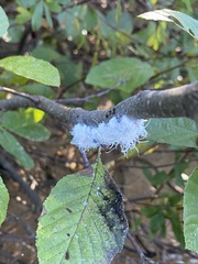 Prociphilus tessellatus