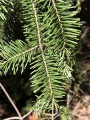 Abies balsamea