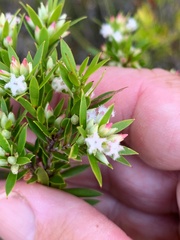 Styphelia leptospermoides