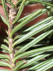 Abies balsamea