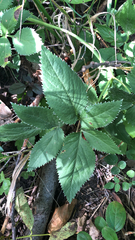 Zizia aurea