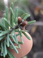 Abies balsamea