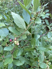 Vaccinioideae