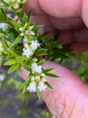 Styphelia leptospermoides