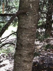 Abies balsamea