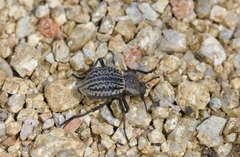 Philolithus sordidus