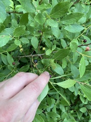 Vaccinioideae