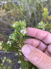 Styphelia leptospermoides