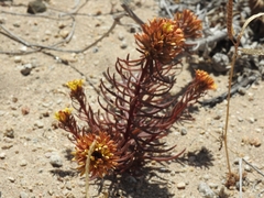 Quinchamalium chilense