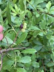 Vaccinioideae