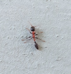 Tetraponera rufonigra