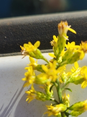 Solidago erecta