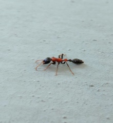 Tetraponera rufonigra