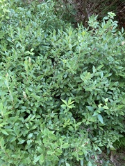 Vaccinioideae