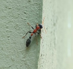 Tetraponera rufonigra