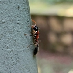 Tetraponera rufonigra