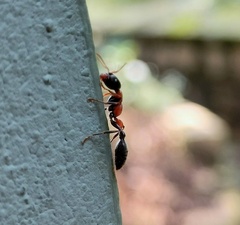 Tetraponera rufonigra