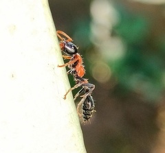 Tetraponera rufonigra